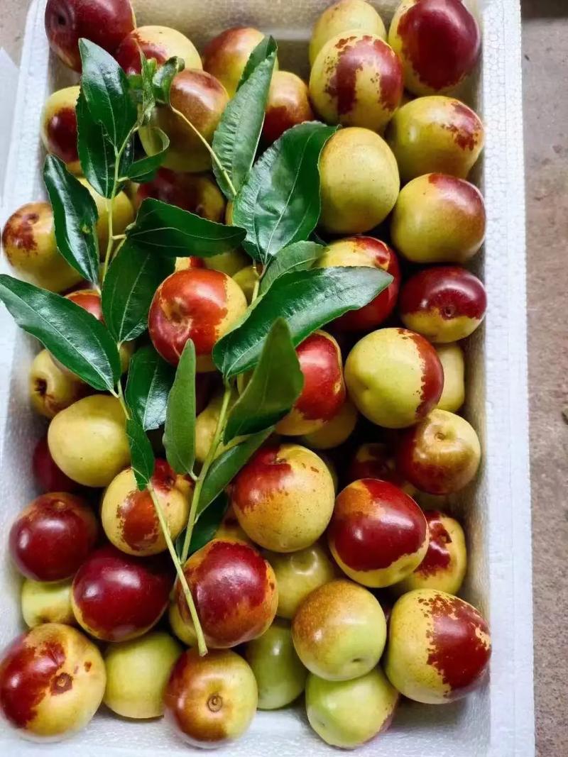 黃驊冬棗 自然饋贈，甜美健康，等您下單