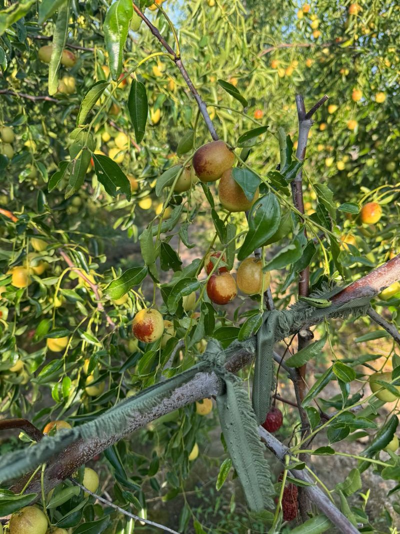 黃驊冬棗 河北滄州的“金疙瘩”，品質(zhì)與實(shí)惠的完美結(jié)合